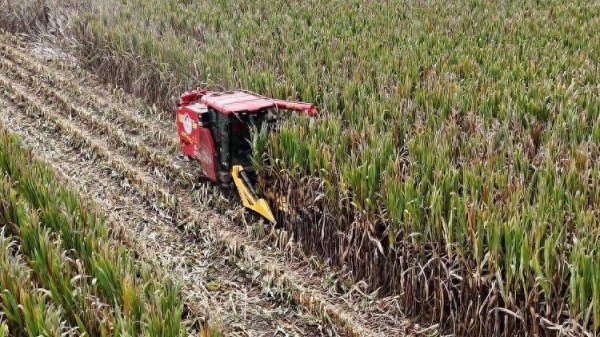 金御优配 “抢秋”第一线丨昆仑：昼夜抢秋忙 颗粒盼归仓